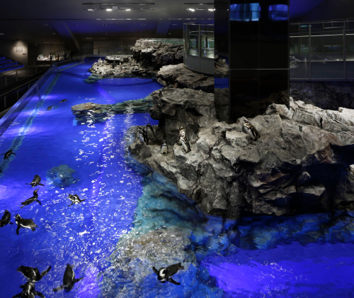 すみだ水族館 写真