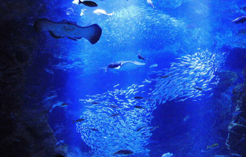 「京の海」大水槽（京都水族館）