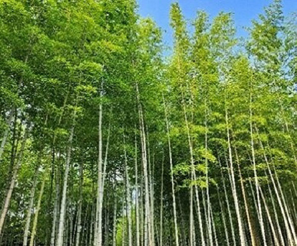 「別府公園」の竹林