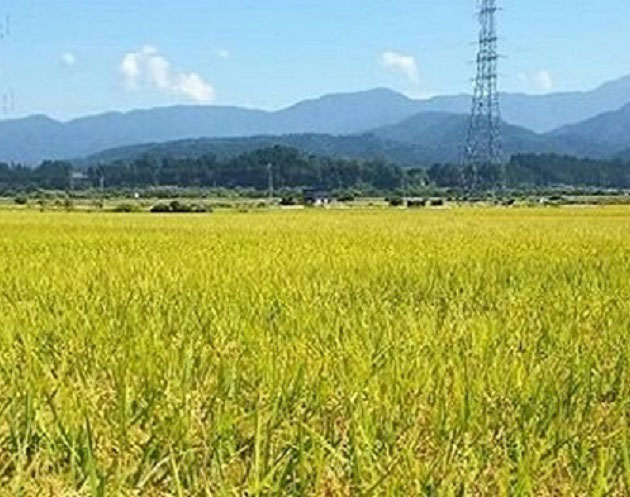 林農産が育てる富山のお米