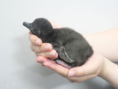 すみだ水族館に初の2世ペンギンマゼランペンギンの赤ちゃん「だいふく」誕生！