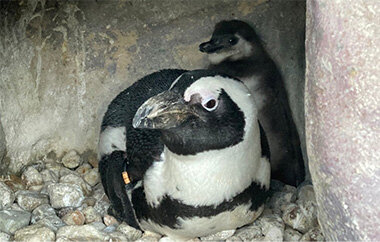 京都水族館で誕生した3羽のペンギンの名前が決定「さい」、「れい」、「みぶ」と命名！