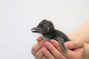 開業から11年連続でペンギンの赤ちゃんが仲間入りマゼランペンギンの赤ちゃん「ぽんず」と命名！