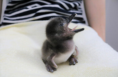 ペンギンの赤ちゃん「ずんだ」が誕生！