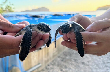 今年も小笠原諸島からすみだ水族館へアオウミガメの赤ちゃんを9月14日より一般公開