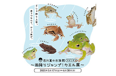 6月6日「かえるの日」を記念した特別展示「石川薫の水族館 スピンオフ～雨降りジャンプ！カエル展～」開催