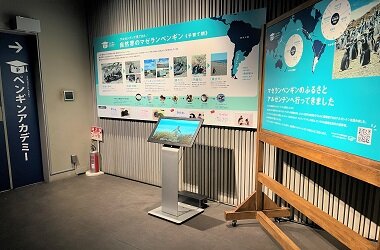 ペンギンたちの換羽のようすがわかるパネル展示「ペンギンの『換羽』って何ですか?」を公開