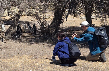 マゼランペンギンの繁殖地アルゼンチンへ飼育スタッフが渡航野生ペンギンの行動調査を実施