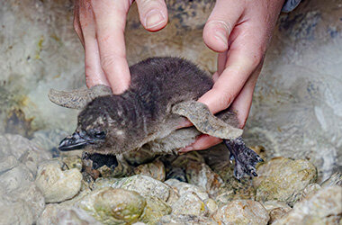 この時期だけ!ふわふわの綿羽に包まれた赤ちゃんが見られるケープペンギンの赤ちゃんが2羽誕生!