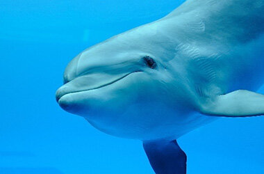 ハンドウイルカ「テン」妊娠のお知らせ