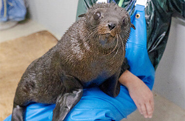 オットセイの赤ちゃん3月に展示エリアデビューへ「ちのわ」の成長見守る