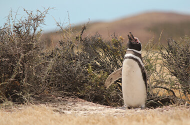 4月25日は世界ペンギンの日!「The Penguin Passion Party!」を開催