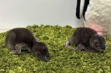 新たに2羽のきょうだいが仲間入りマゼランペンギンの赤ちゃん「きび」「だんご」が誕生