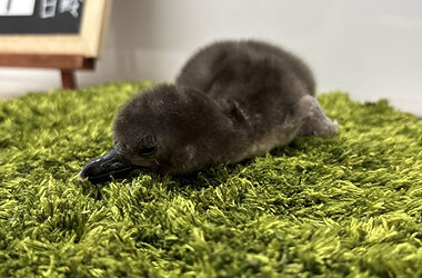 この春4羽目の誕生!マゼランペンギンの赤ちゃん「とうふ」が仲間入り