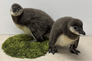 この春生まれたペンギンの赤ちゃん「じんべえ」と「きび」大人への第一歩となるプールデビューが決定