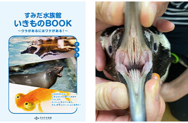 すみだ水族館の夏は