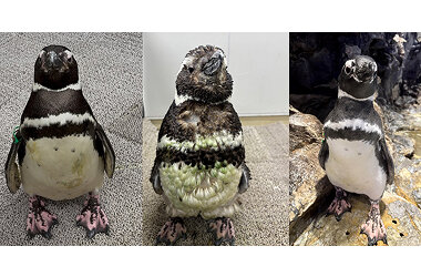 新しい羽に生え変わる「換羽」を迎えたペンギンたちに注目!換羽を知り、体験できる展示を7月30日より実施