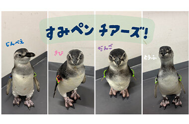 がんばれ、ペンギンのルーキーたち!4羽に会える特別な2日間「すみペン チアーズ！」を開催